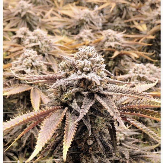 FLWRpot - Zkittlez - 1
