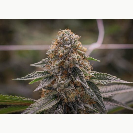 Rugged Roots - Rugged Roots | Animal Gello 3.5g Smalls - 1