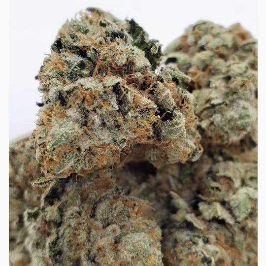 World Class Cannabis - Whitewalker OG - 1