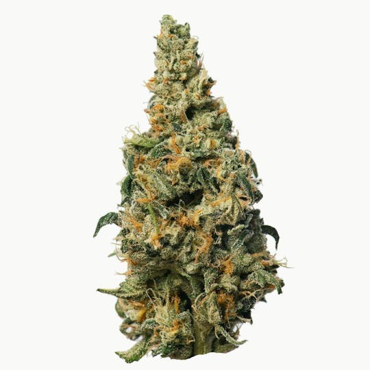Proper Cannabis - Proper Cannabis - GMO Rootbeer | 1g - 1