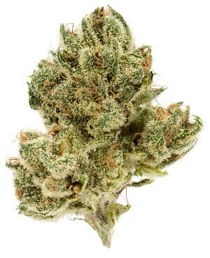 Aims Horticulture - Aims Horticulture | Jack The Ripper | Flower | 1g - 1