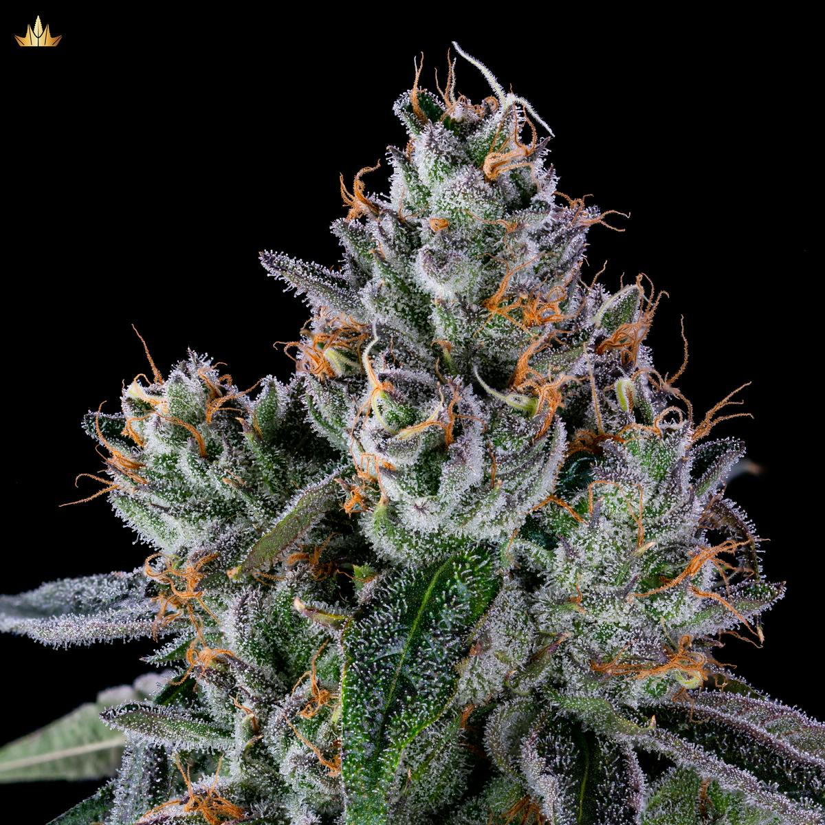 Jubel - Galactic Warheadz - 1