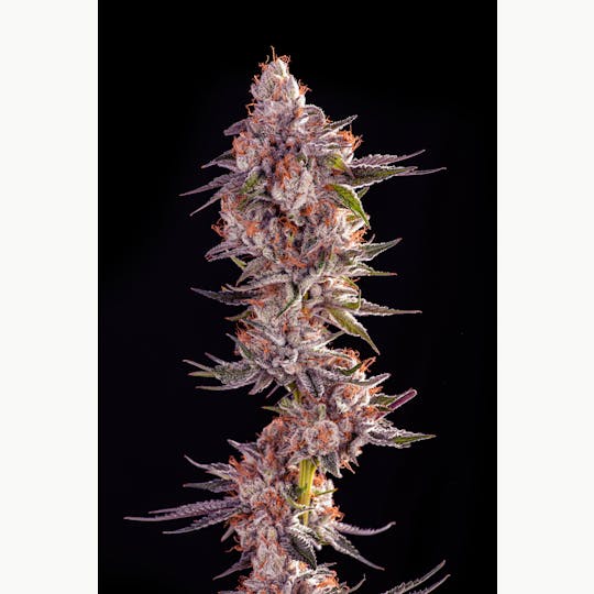 Decibel Gardens - Watermelon Punch (3.5g) - 1