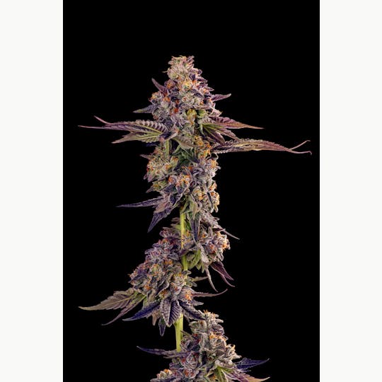 Decibel Gardens - C-Note (3.5g) - 1