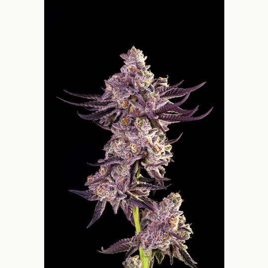 Decibel Gardens - Roswell 47 (3.5g) - 1