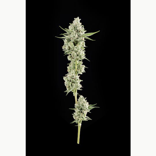 Decibel Gardens - Cali-O (3.5g) - 1