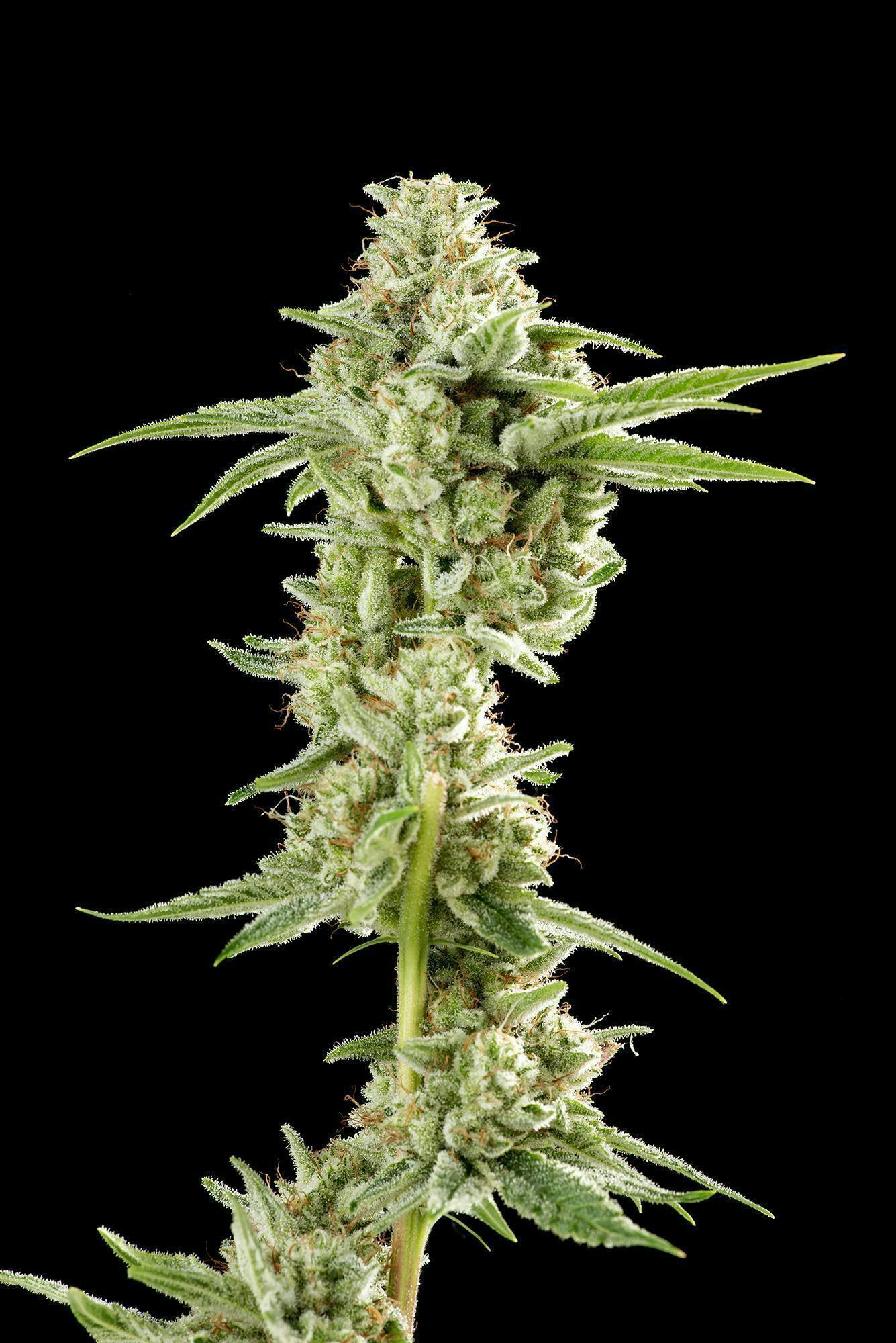 Decibel Gardens - Citric Acid | Indoor Flower | 3.5g - 1
