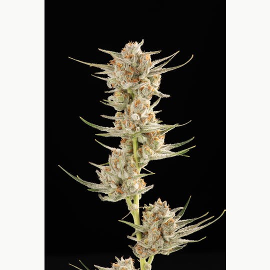 Decibel Gardens - Golden Kiwi (3.5g) - 1