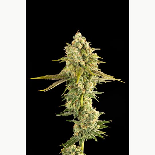 Decibel Gardens - Miyazaki Mango (3.5g) - 1