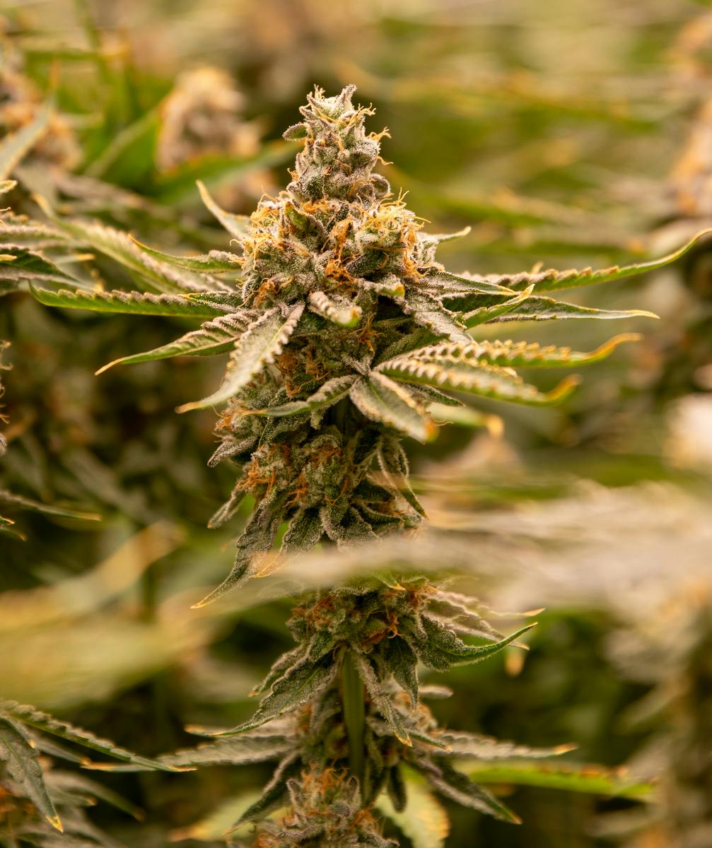 Mockingbird - Mockingbird Premium Flower: Macintosh #2 Jarred 1/8s - 1