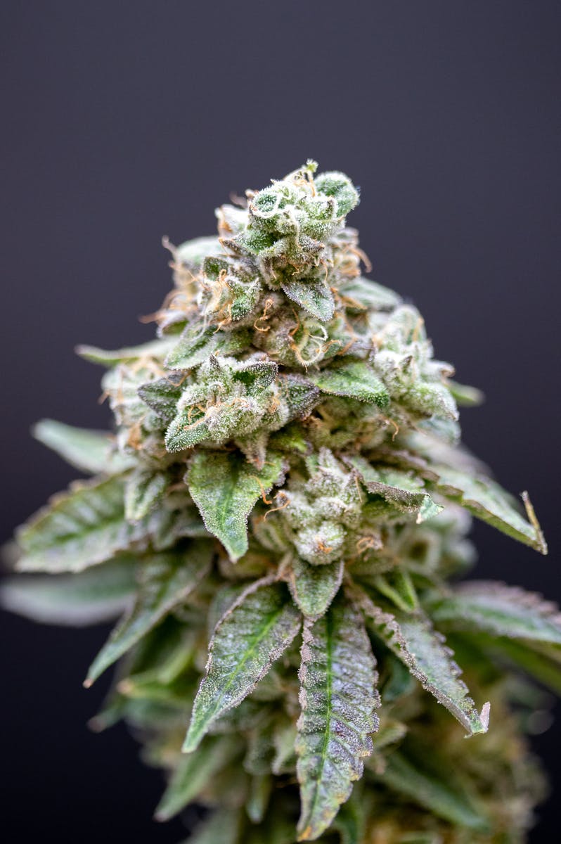 Mockingbird - Mockingbird Premium Flower: Mike Thai #1 Jarred 1/8s - 1