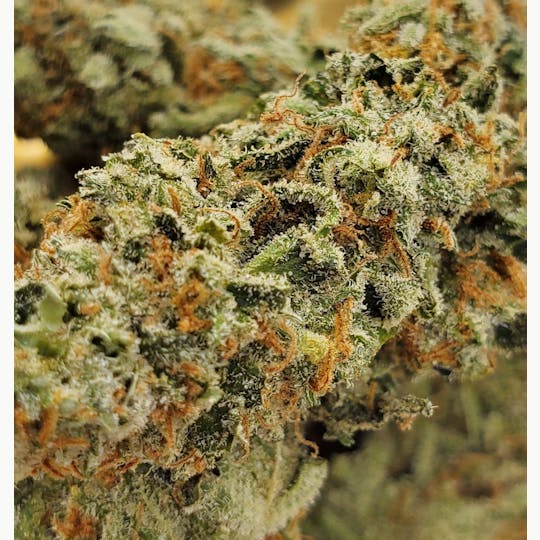 World Class Cannabis - Bucket List - 1