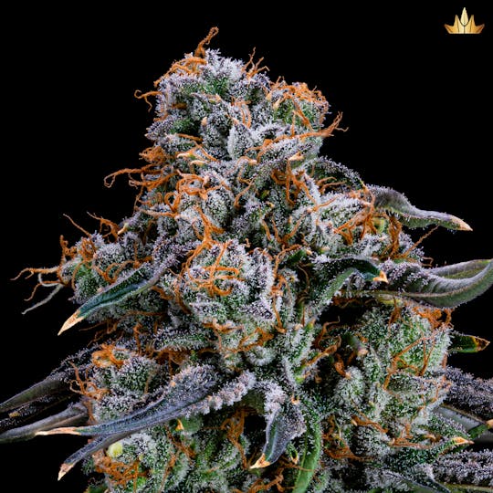 Jubel - Bermuda Punch 3 - 1g Pre Roll - 1