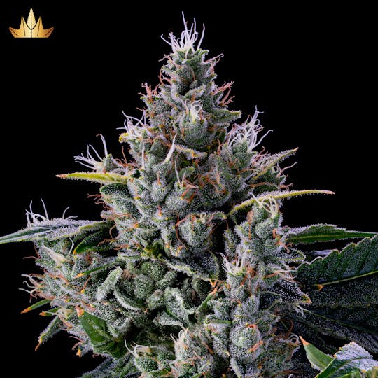 Jubel - Donny Burger - 1g Pre Roll - 1