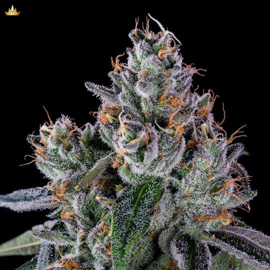 Jubel - Galactic Warheadz - 1g Pre Roll - 1