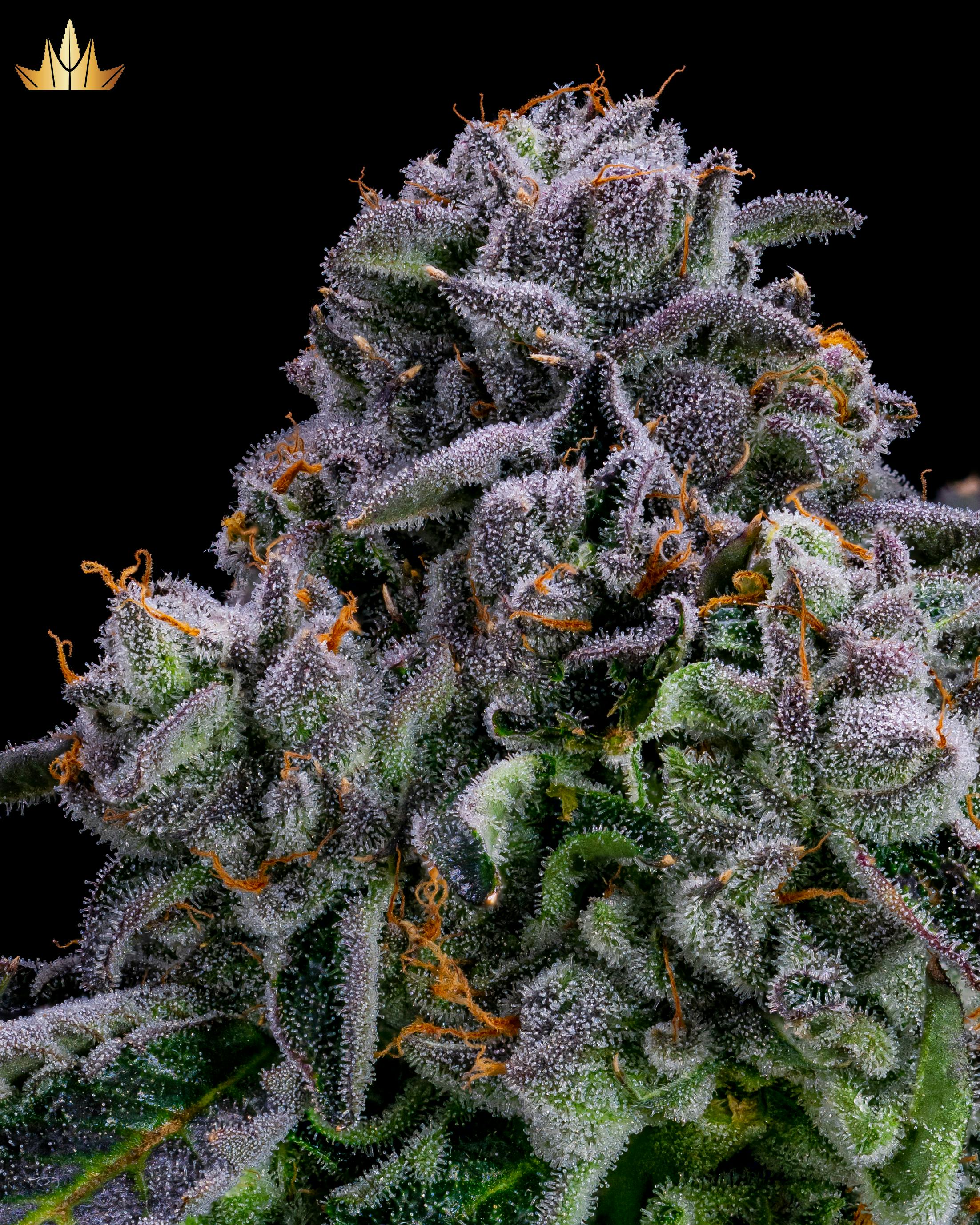 Jubel - Gelatti - 1g Pre Roll - 1