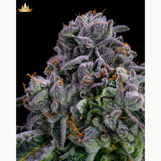 Jubel - Gelatti - 1g Pre Roll - 1