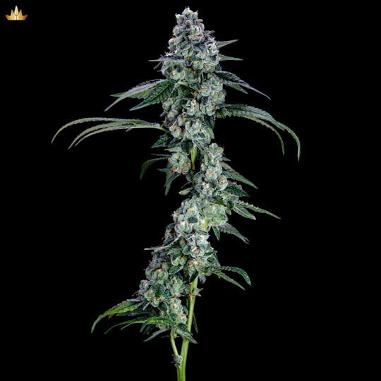 Jubel - Jigglers #17 - 1g Pre Roll - 1