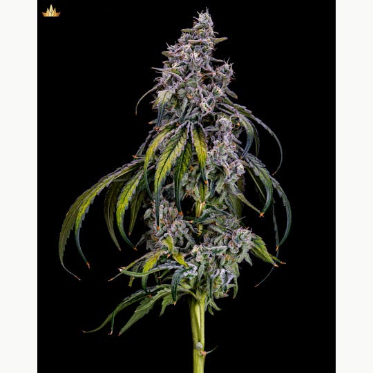 Jubel - Kush Mints - 1g Pre Roll - 1