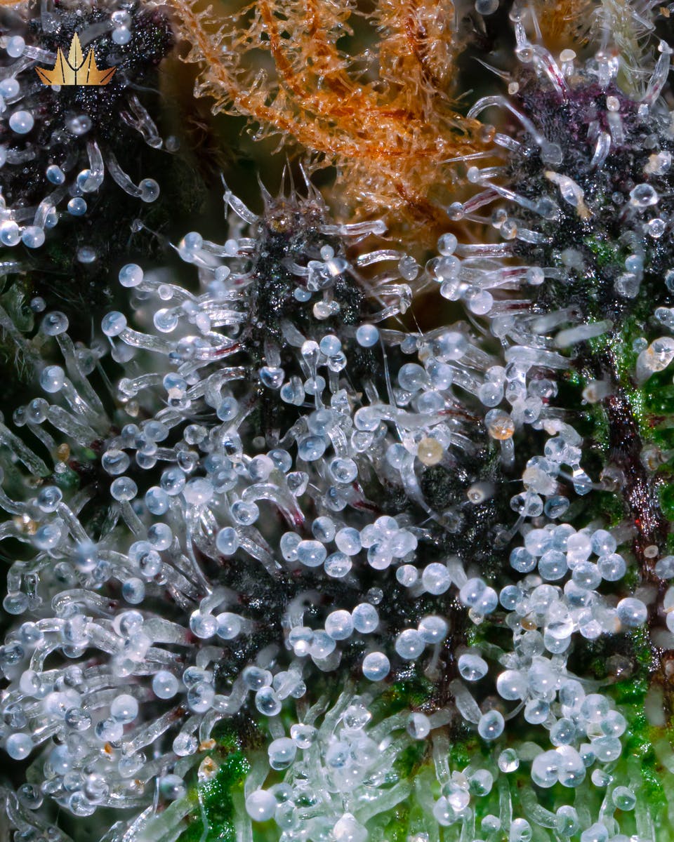 Jubel - Pyxy Styx - 1g Pre Roll - 1