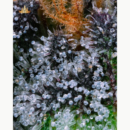 Jubel - Pyxy Styx - 1g Pre Roll - 1