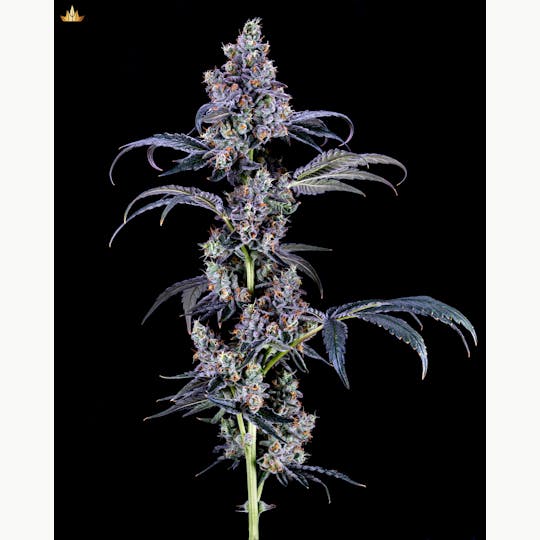 Jubel - The Glove - 1g Pre Roll - 1