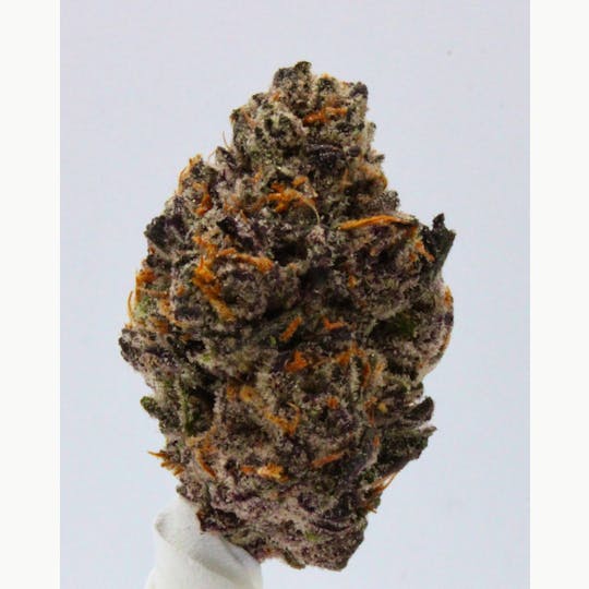 Wild Rose - Premium Indoor Gelato #33 - Hybrid Flower Jar 3.5g - 1