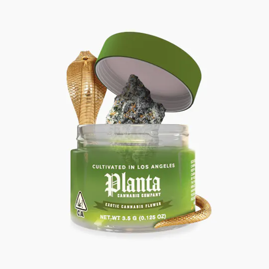 Planta Cannabis co - Planta Cannabis Co | Cleopatra | Big Buds | 3.5g - 1