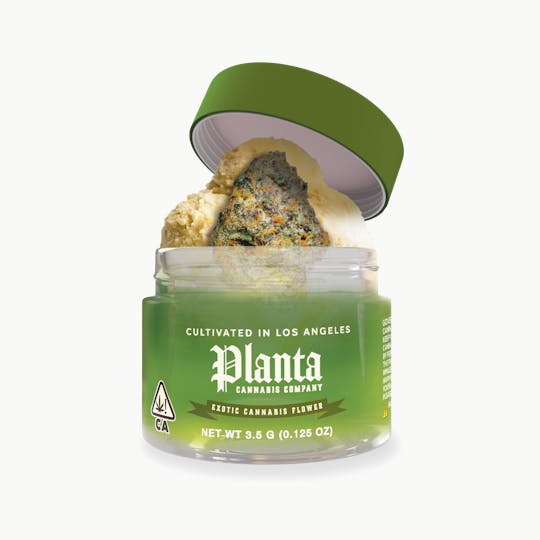 Planta Cannabis co - Gelato 41 | Flower | 3.5g - 1