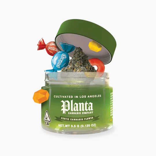 Planta Cannabis co - Planta Cannabis Co | Coffin Candy | Big Buds | 1g - 1