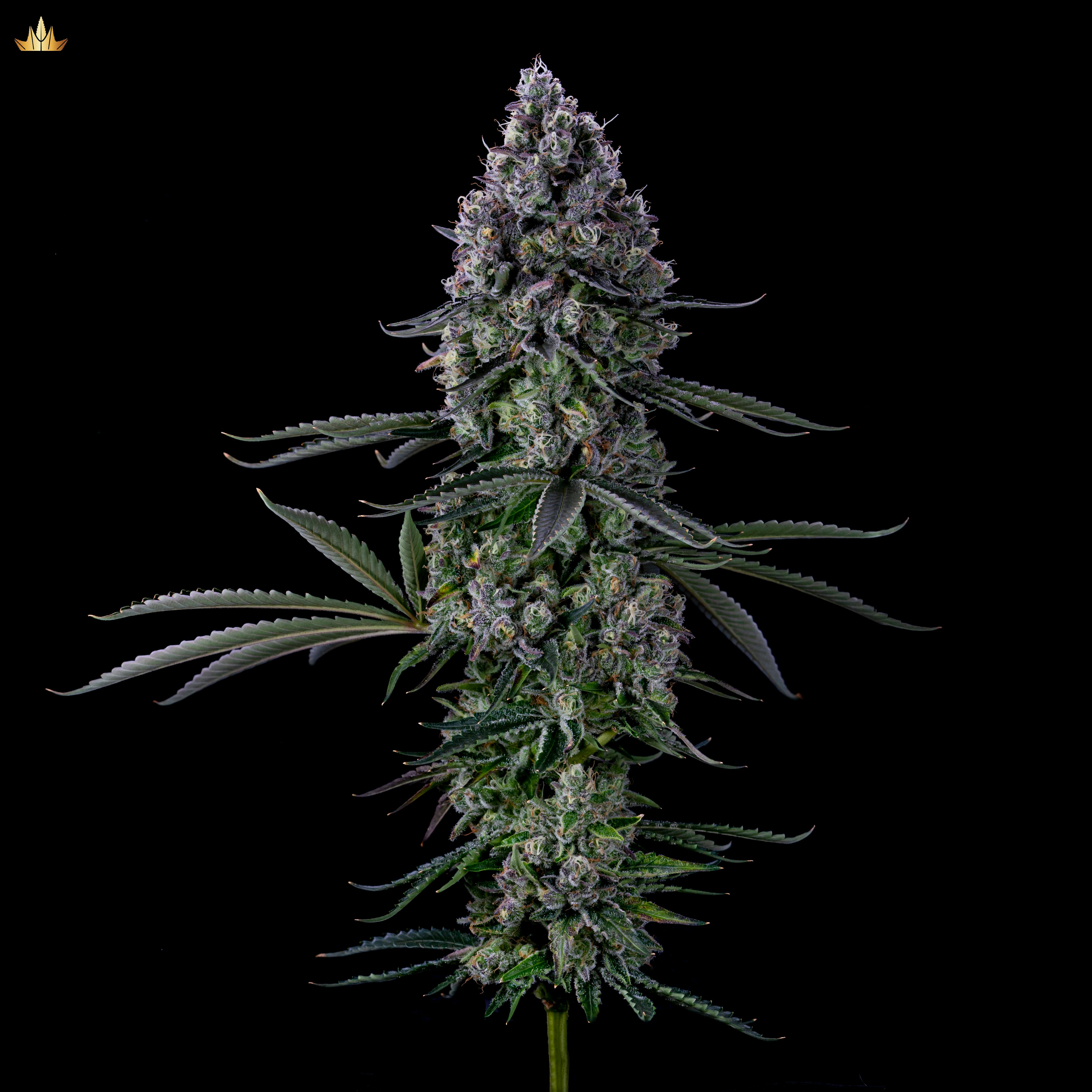 Jubel - Orange Cream Chem - 1