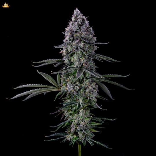 Jubel - Orange Cream Chem - 1