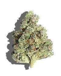 Cannafeen - Cannafeen | White Rainbow | Big Buds - 1