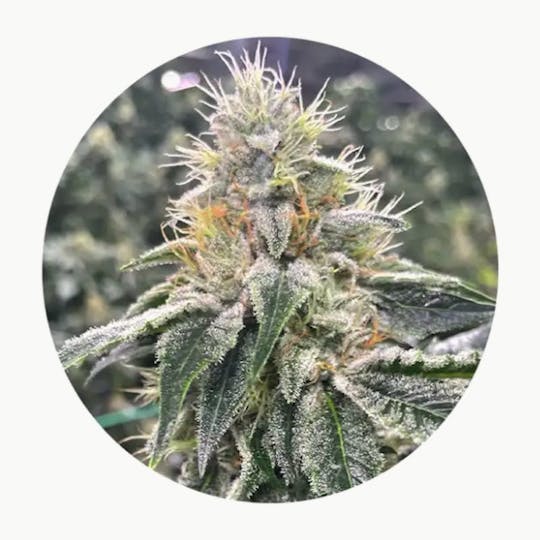 Trulieve - TruFlower 3.5G - CON - 1