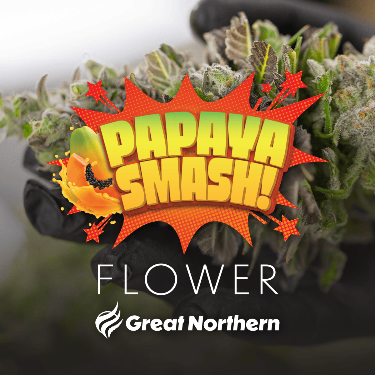 Great Northern Cannabis - Great Northern Cannabis Papaya Smash (Hybrid) - 1