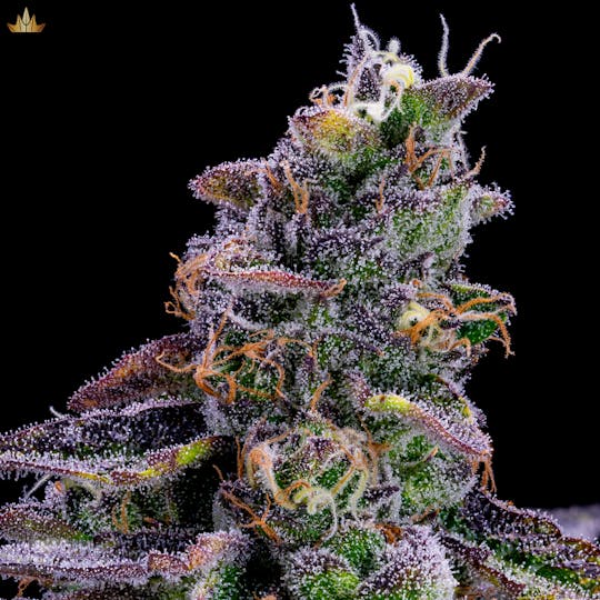 Jubel - Pyxy Styx - 1