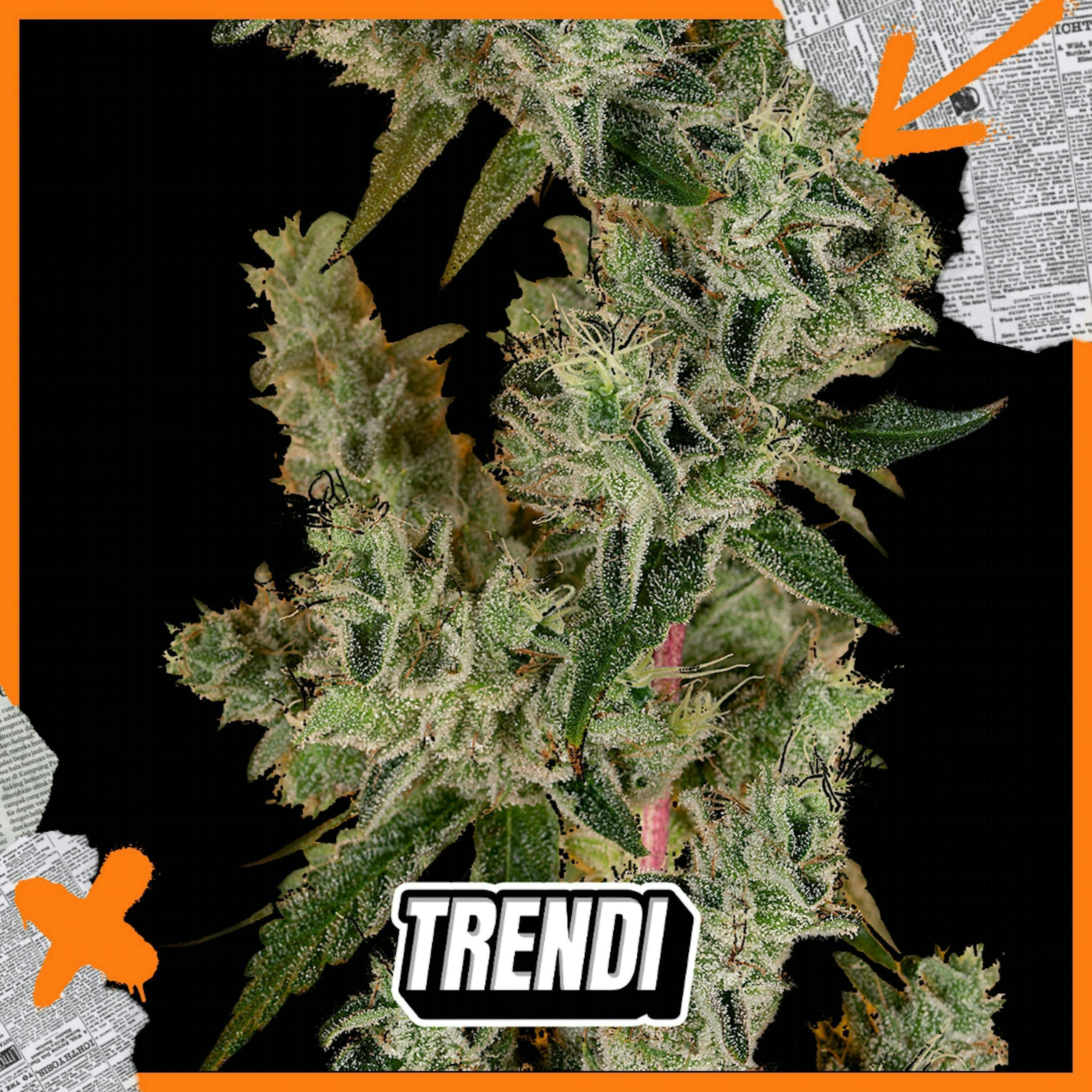 Trendi - HR Banana OG Prepack | 3.5g - 1