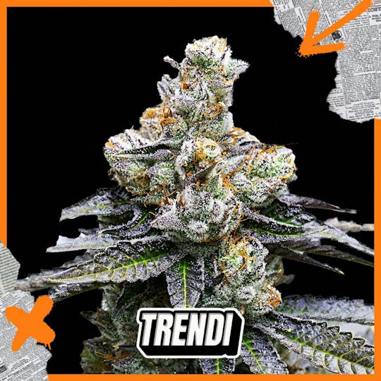 Trendi - KOC Face on Fire #9 Prepack | 3.5g - 1