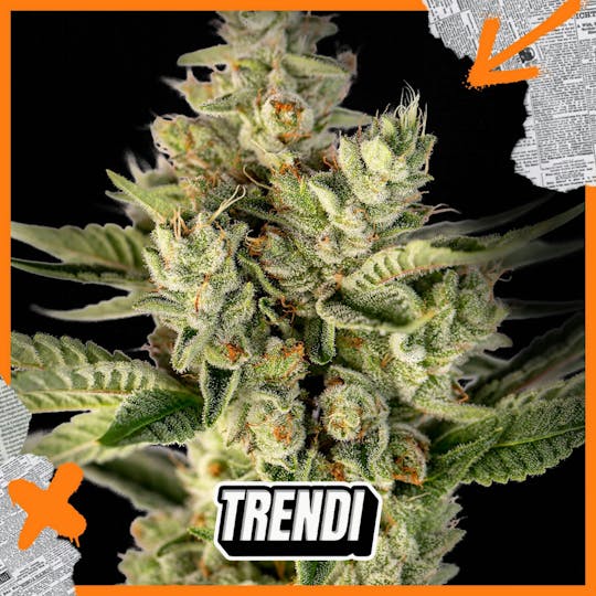 Trendi - KOC GG4 Prepack | 3.5g - 1