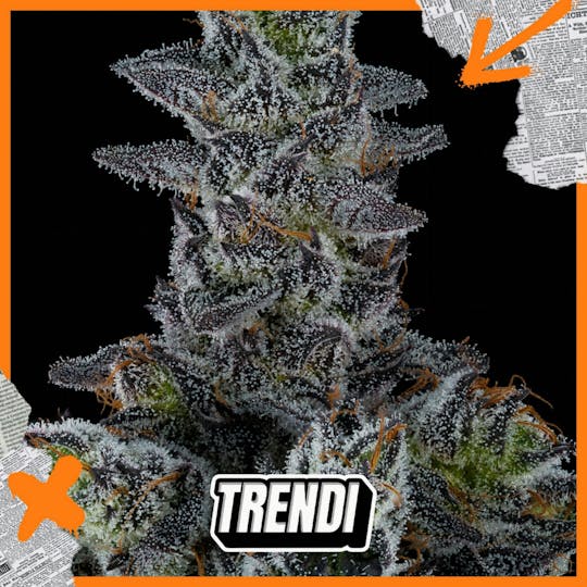 Trendi - LC White Truffle Prepack | 3.5g - 1