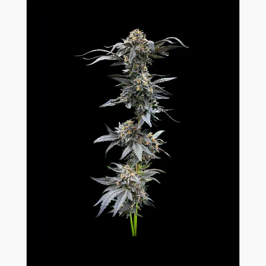 Society C - Society C | Jealous Cheesecake| Big Buds | 3.5g - 1