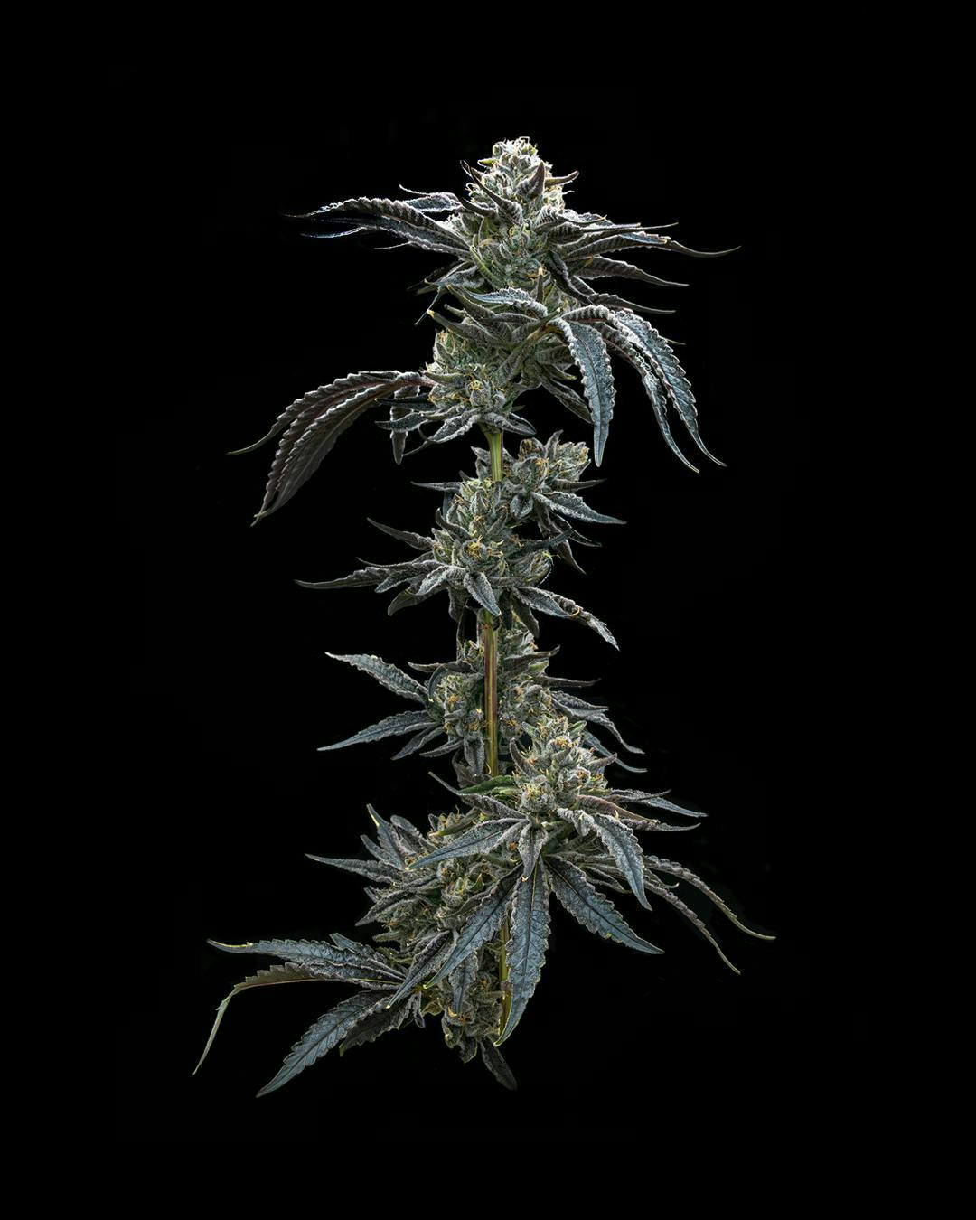 Society C - Society C | The Runts | Big Buds | 3.5g - 1