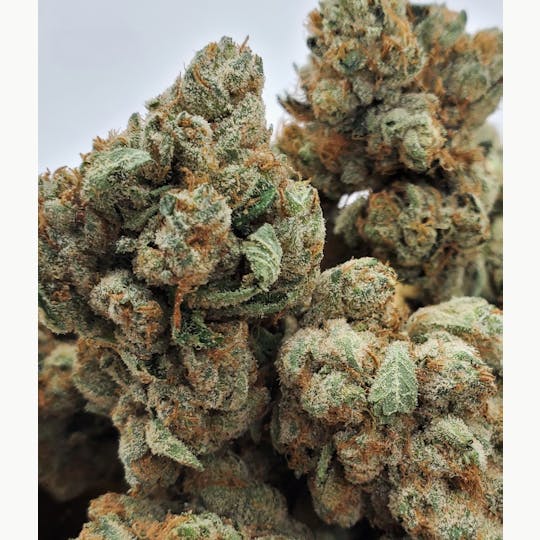 World Class Cannabis - Paris OG S2 - 1