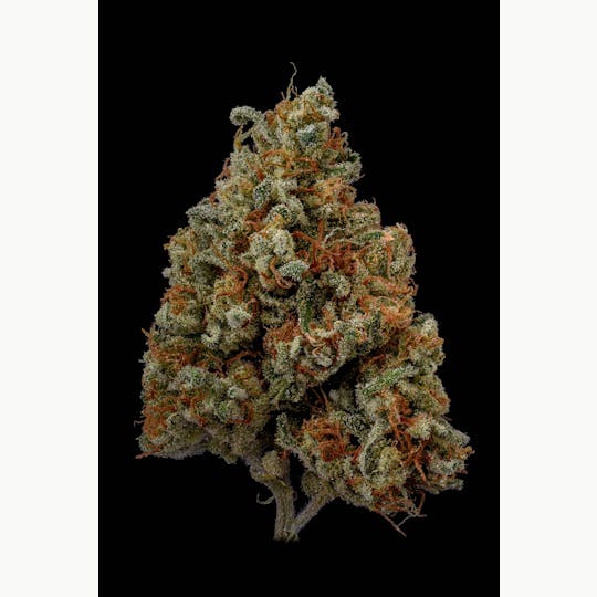 Vera Cultivation - Easy Bake - 1