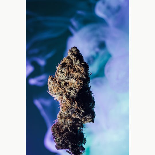 Chiquitas Farms - Kush Mints - 1