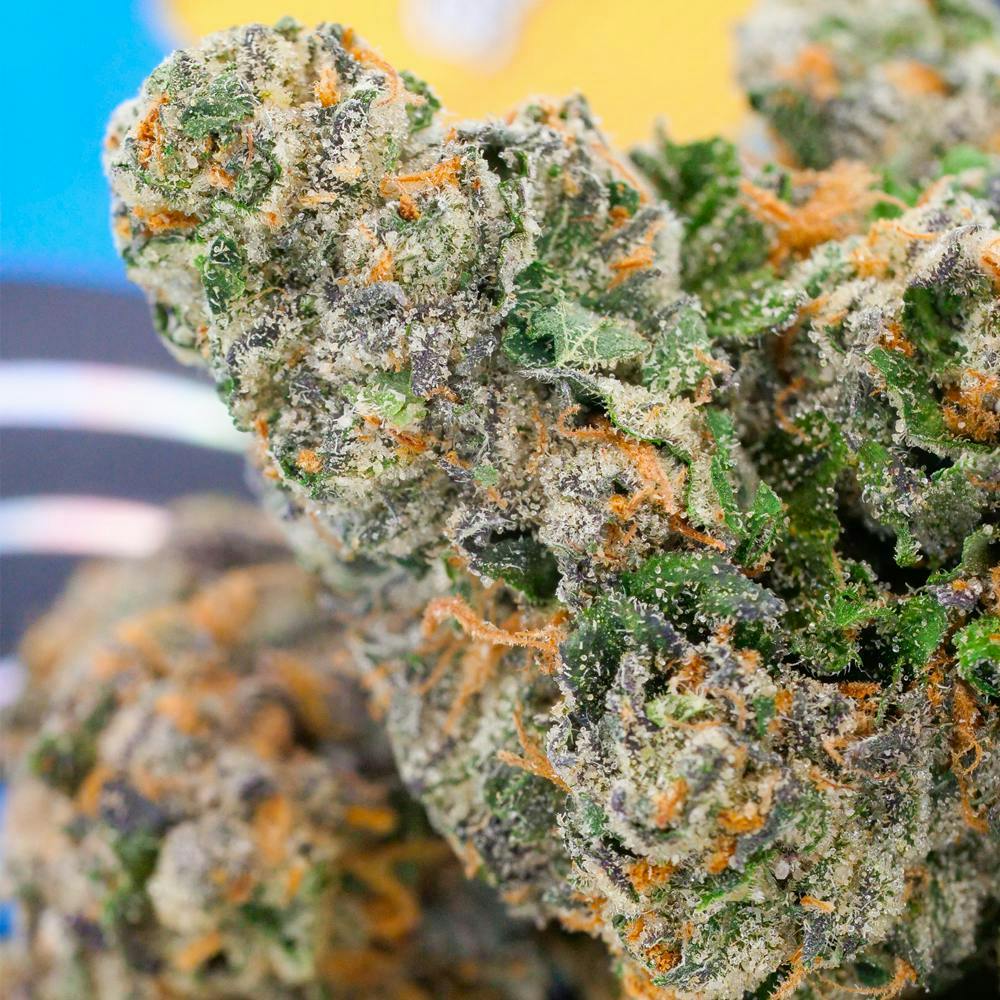 TEDS BUDZ - Teds Budz | Tuna Belly | Big Buds | 3.5g - 1