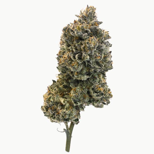 High Minded - Cold Snap - 1