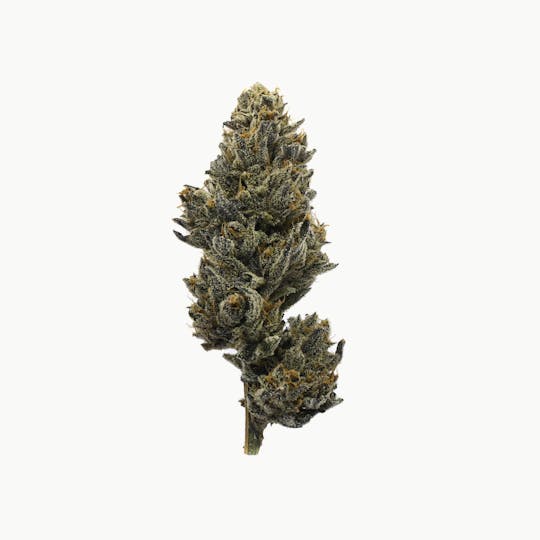 High Minded - White Gummiez - 1