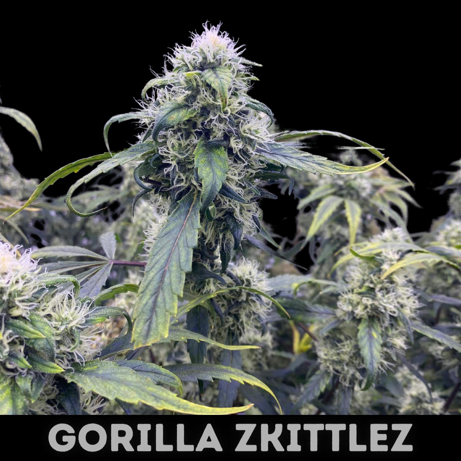 One Source Products - GORILLA ZKITTLEZ – 3.5 GRAM PACKAGE - 1