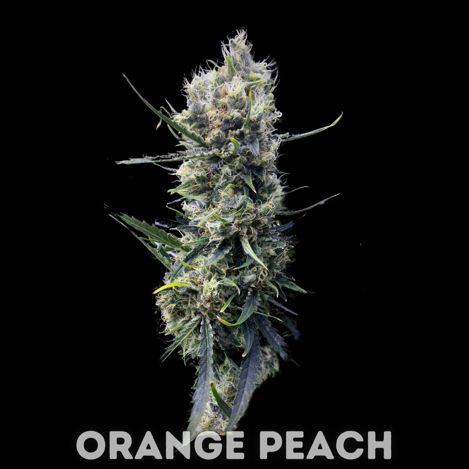 One Source Products - ORANGE PEACH – 3.5 GRAM PACKAGE - 1